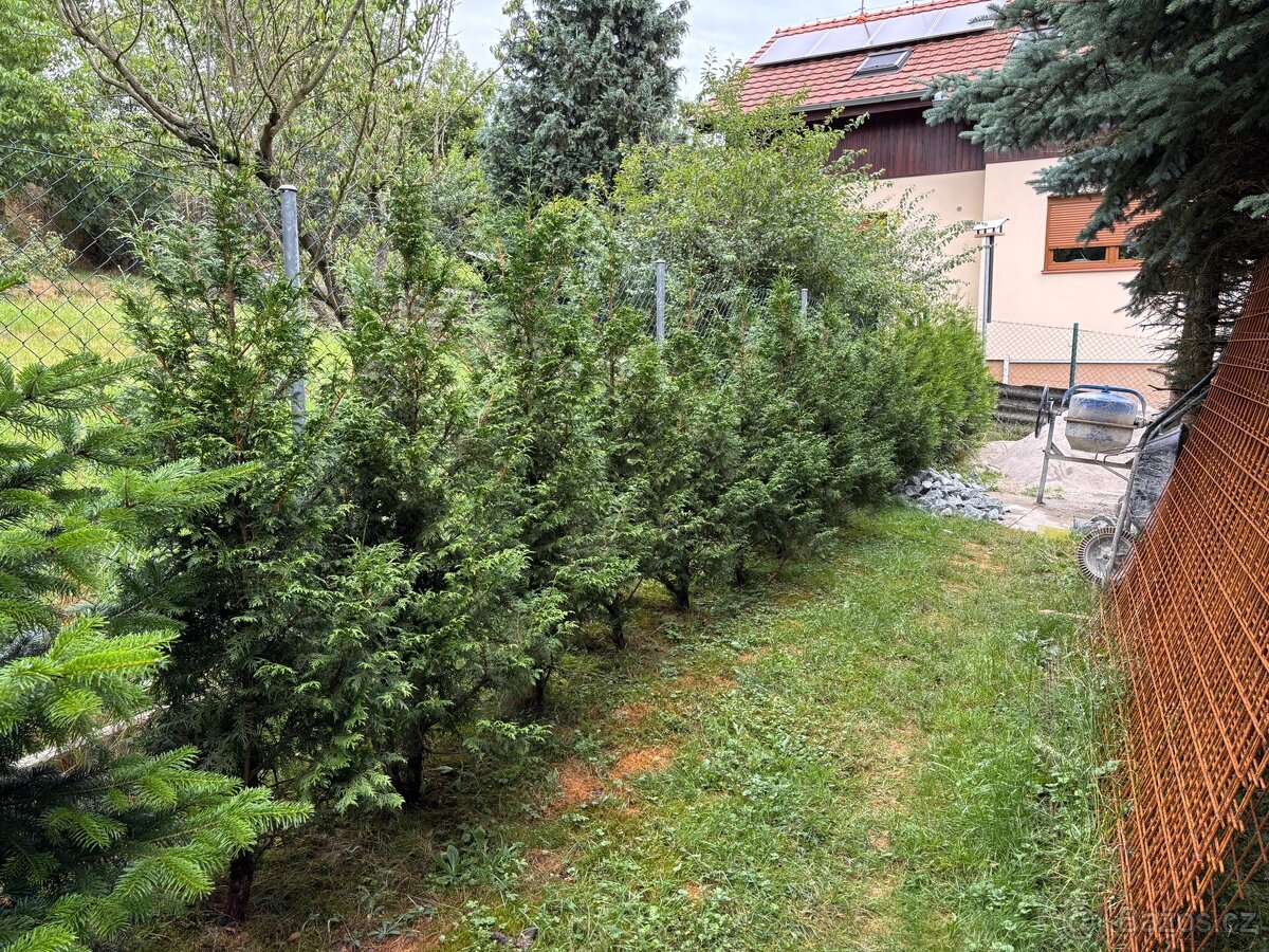 Prodám vzrostlé Thuje 18ks výška od 170 do 220cm