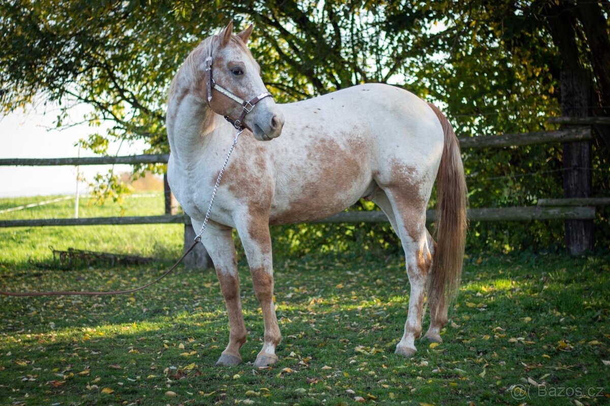 Valášek appaloosa 13 let hledá milující domov