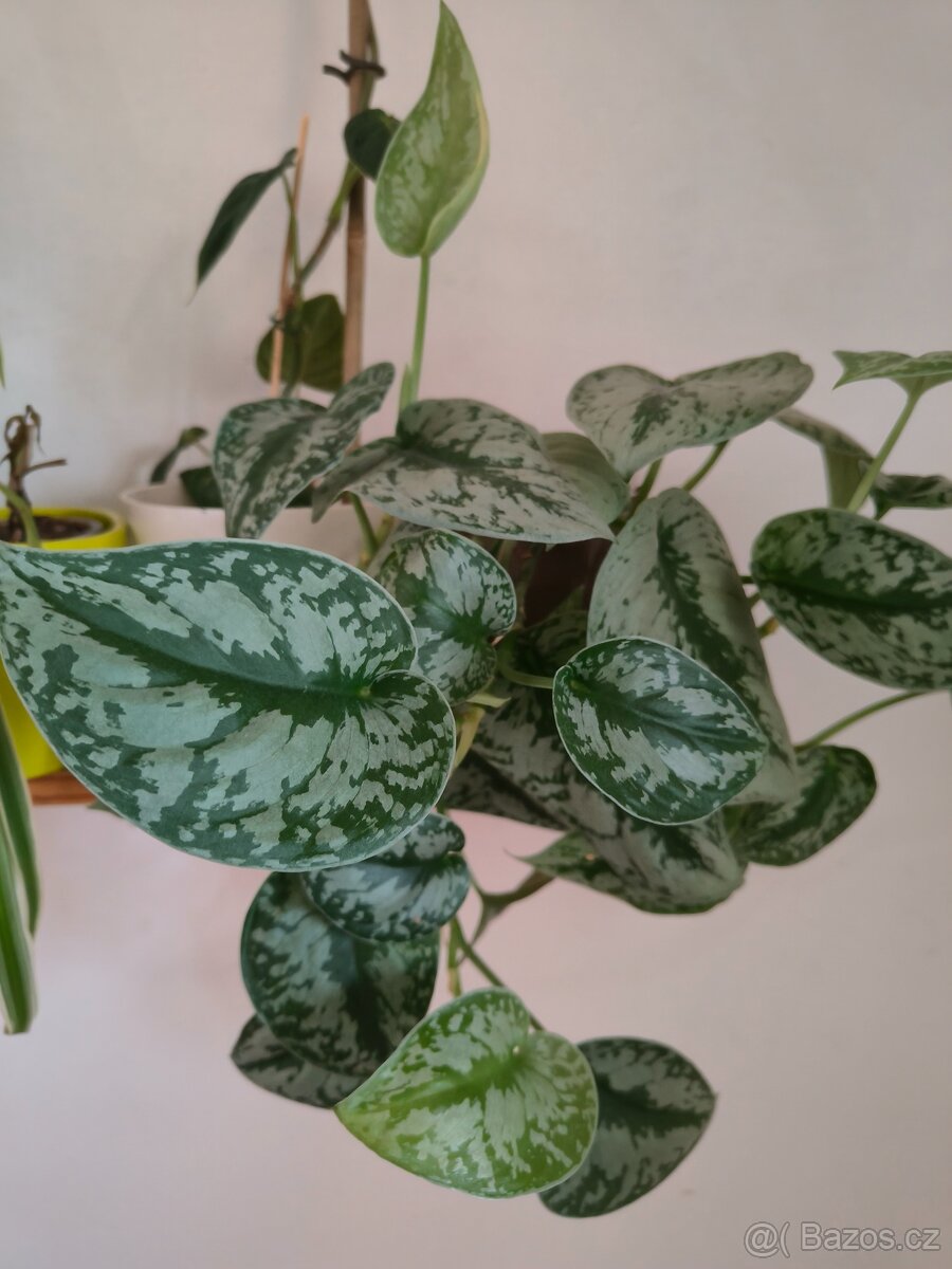 Scindapsus 3 druhy