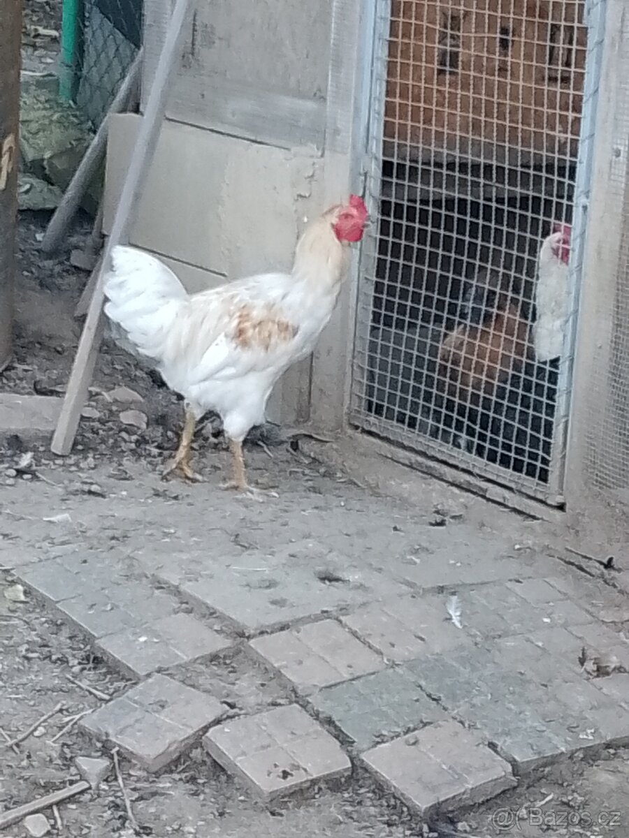 Mladý kohout