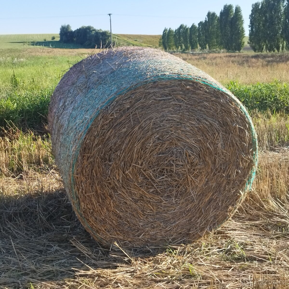 Prodám kulaté balíky pšeničné slámy