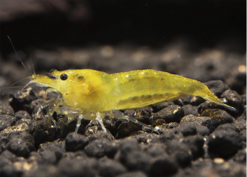 Krevetky - Neocaridina Yellow (svetlejsi kusy)