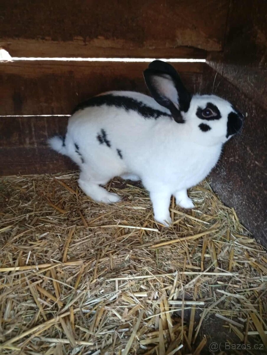 Králíci - živé nebo zabité