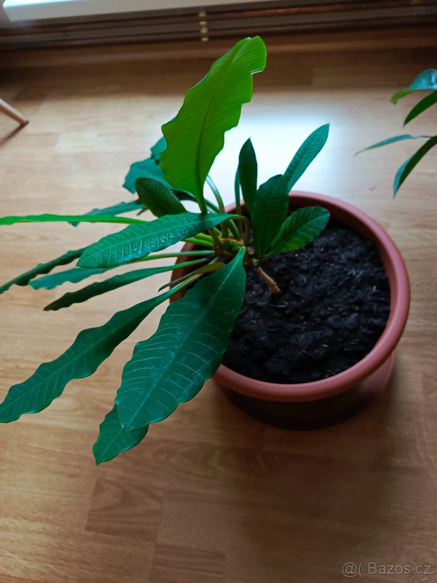 Pryšec běložilný