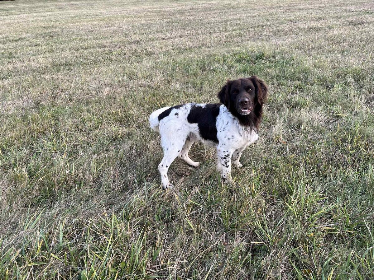 Malý münsterlandský ohař