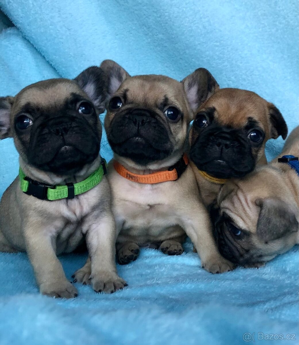 Francouzský buldoček s PP