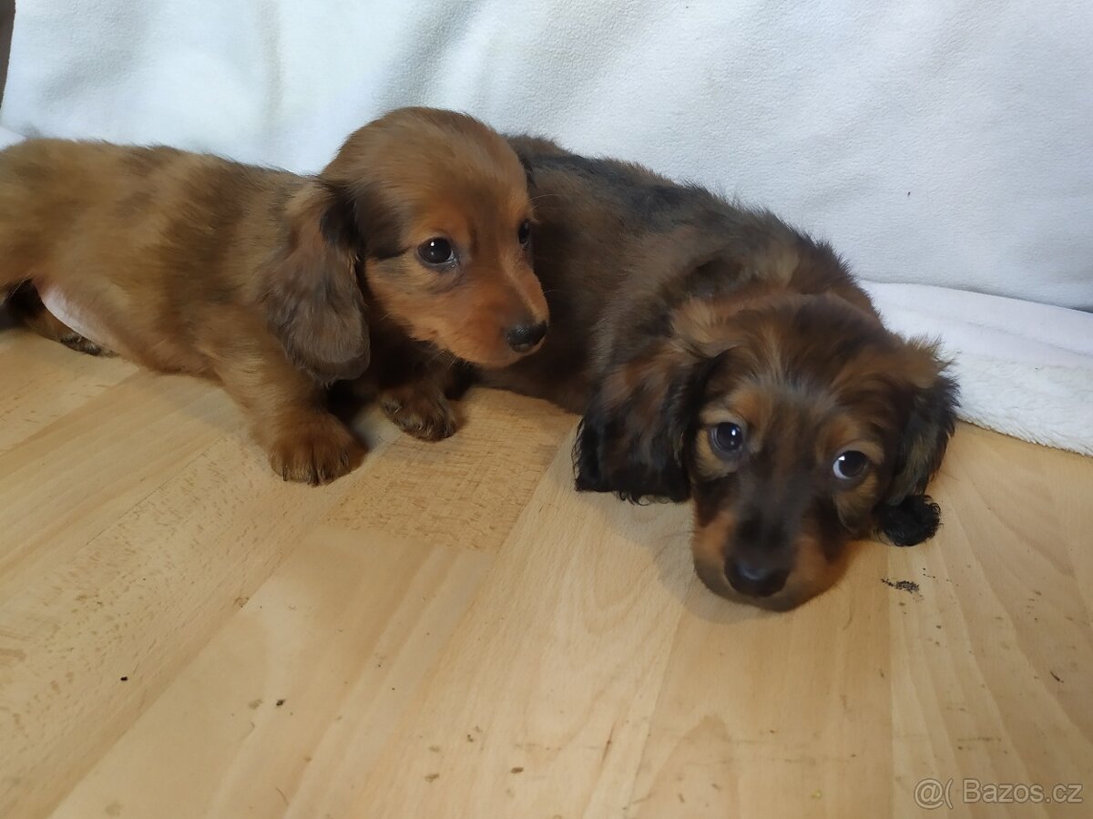 Jezevčík trpasličí dlouhosrstý