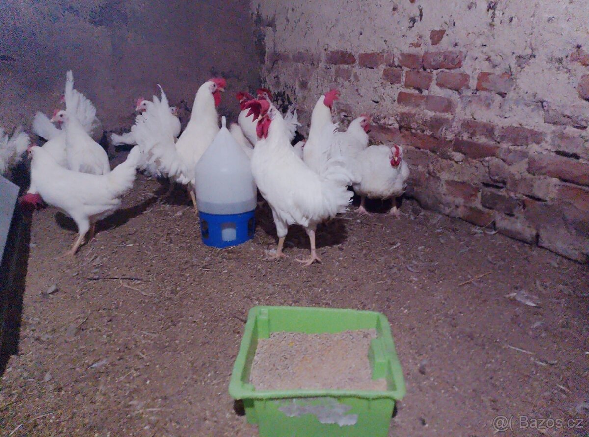 7 měsíční Kohouti