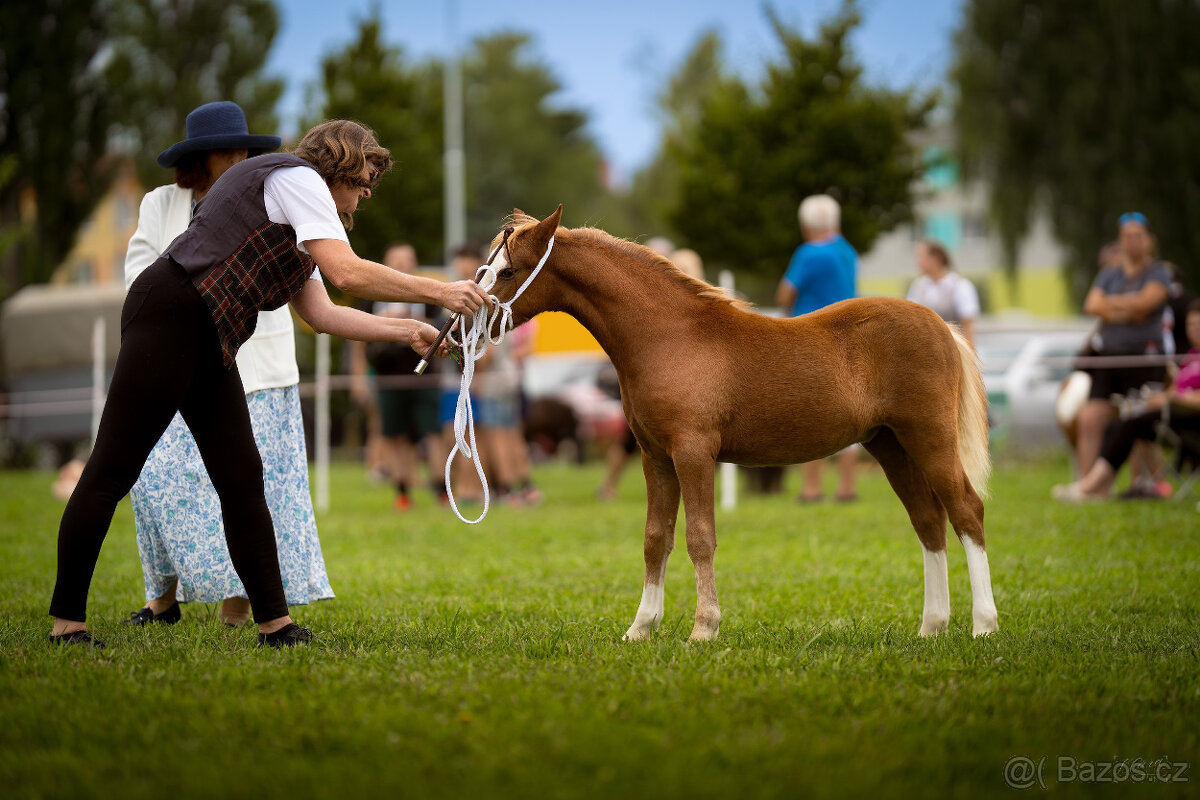 Welsh mountain pony, sekce A