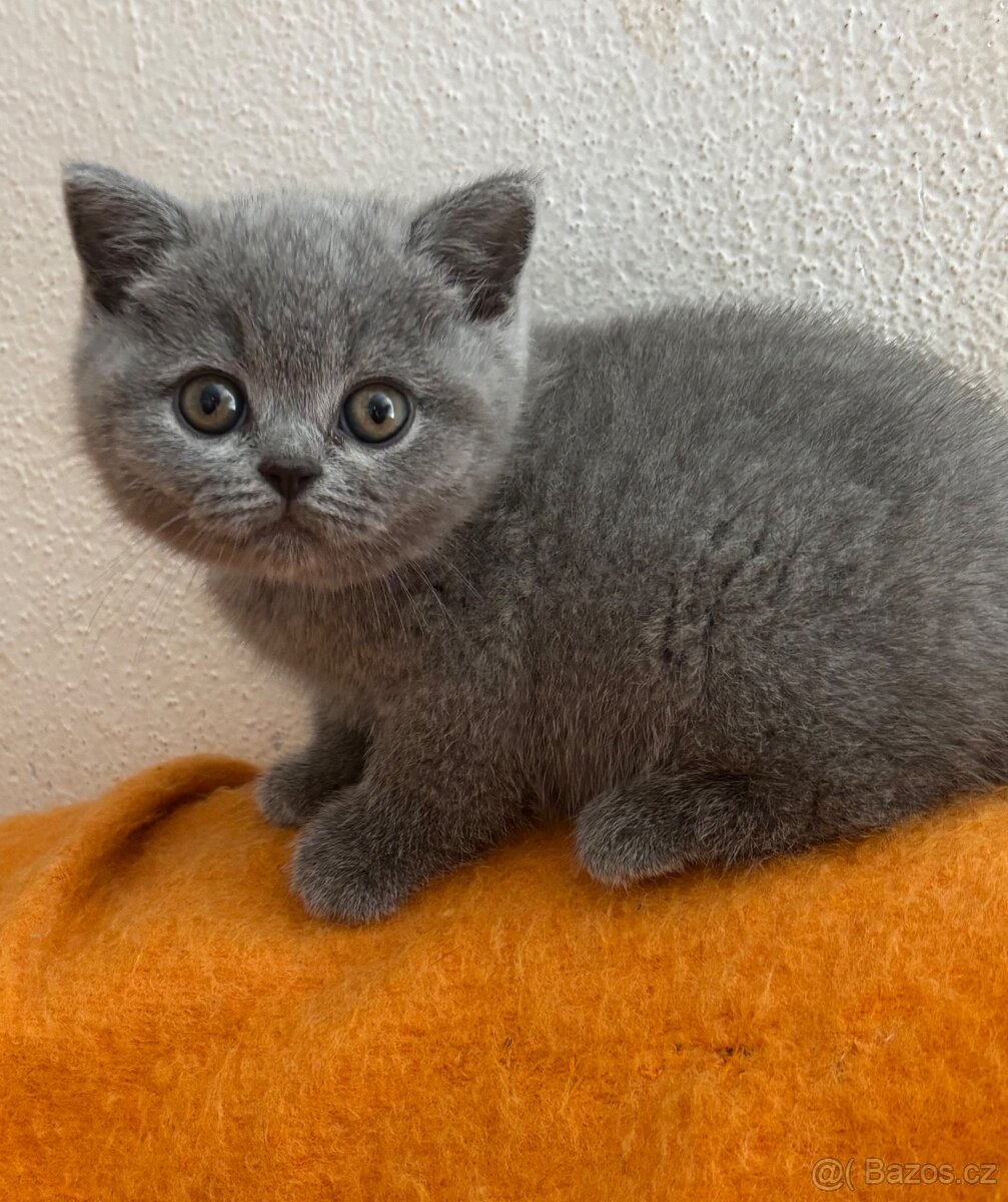 Britská modrá koťata s PP