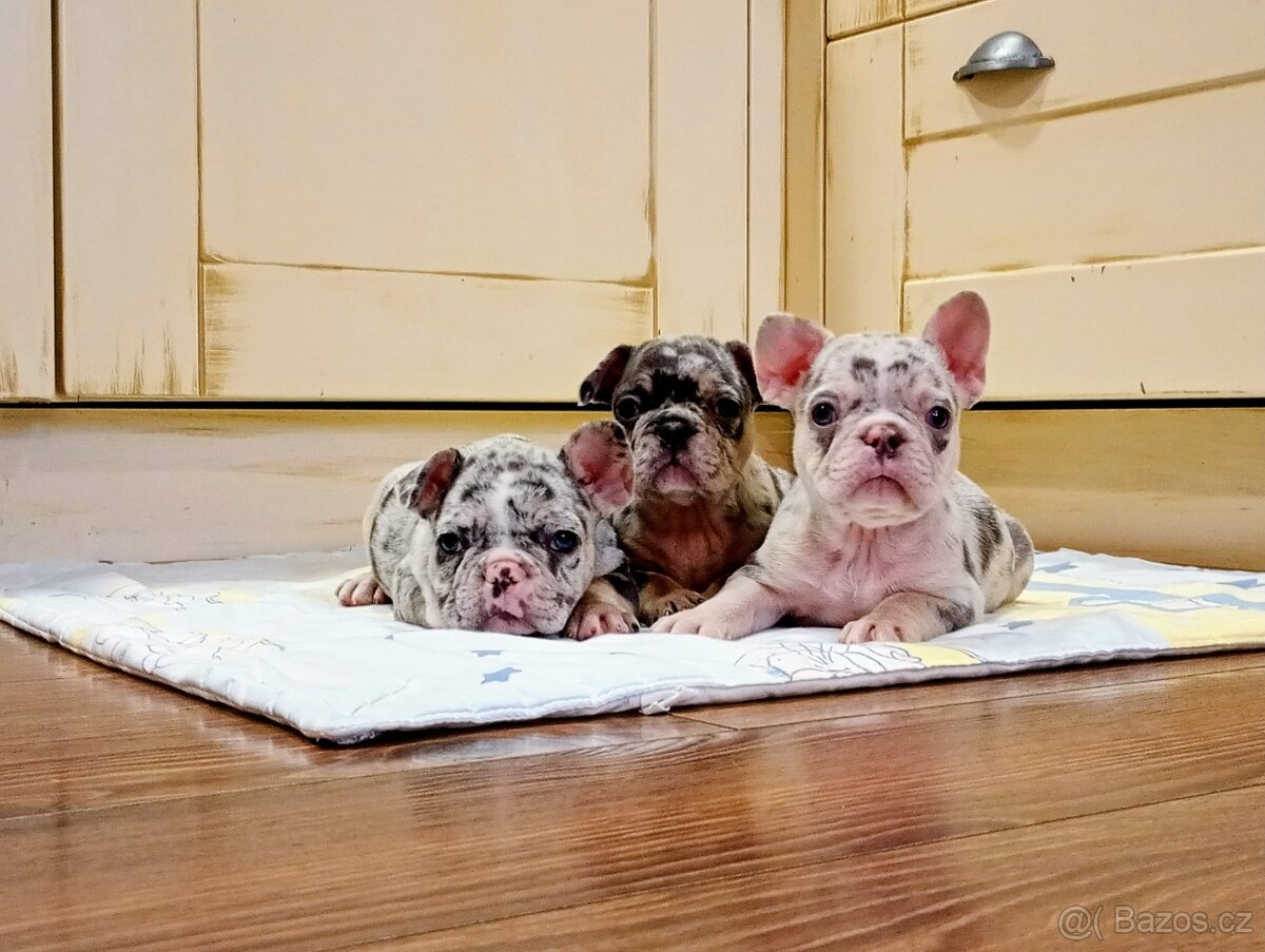 Francouzsky buldoček