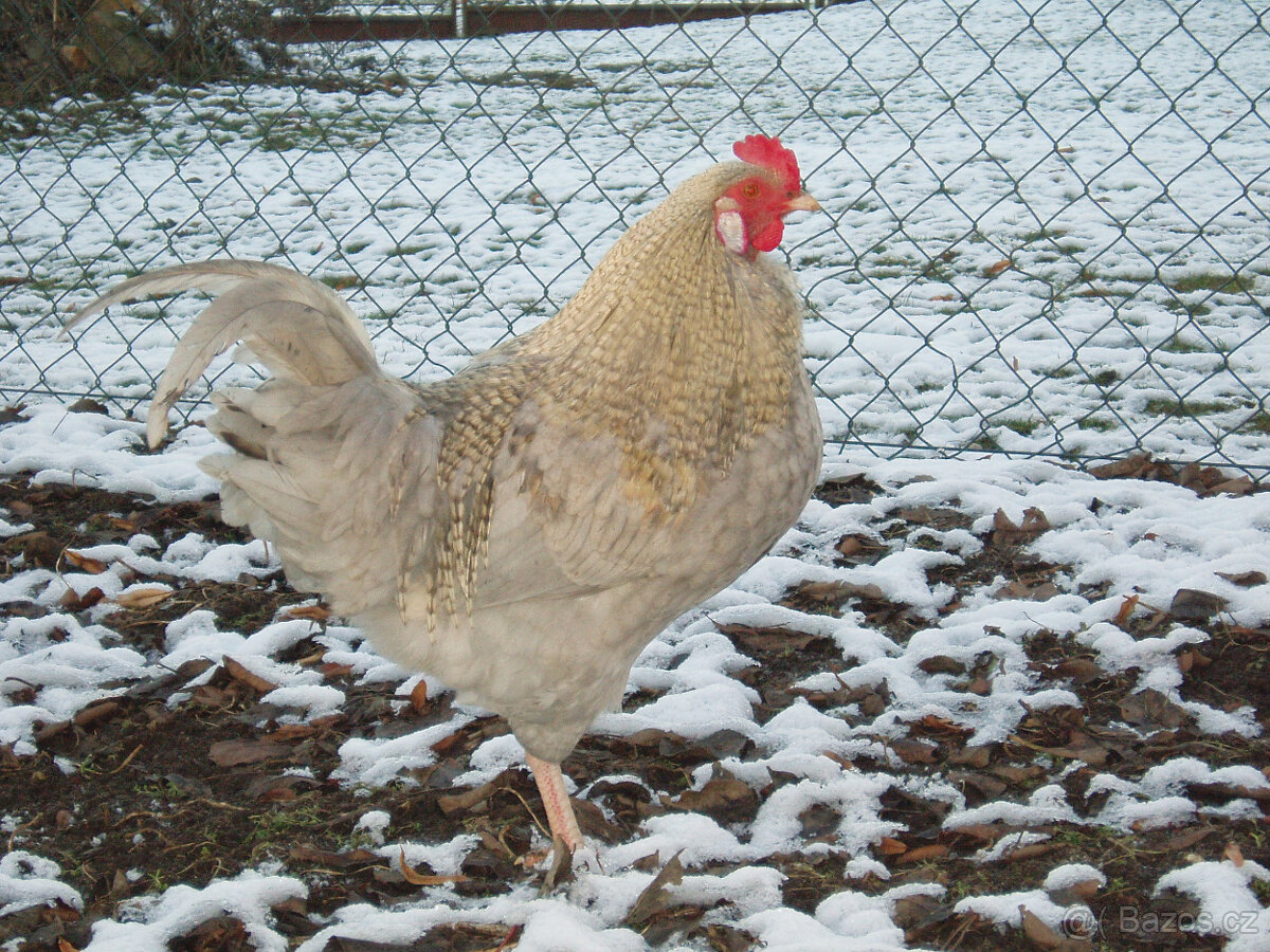 Kohout do chovu k prodeji