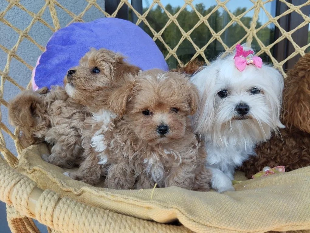 Maltipoo štěňátka
