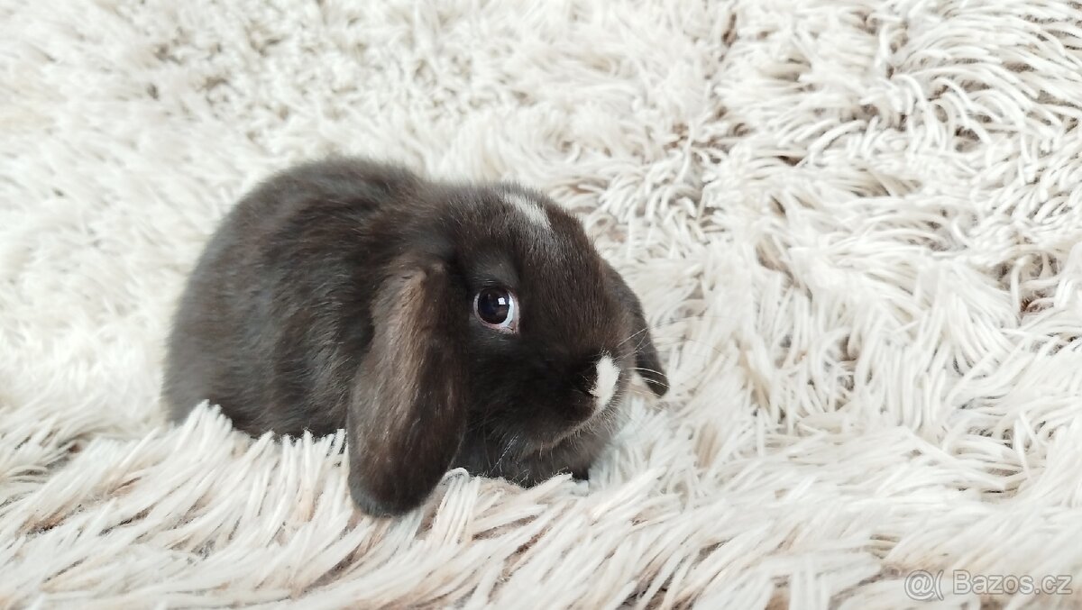Zakrslý beránek, králíček, králík - DENIS