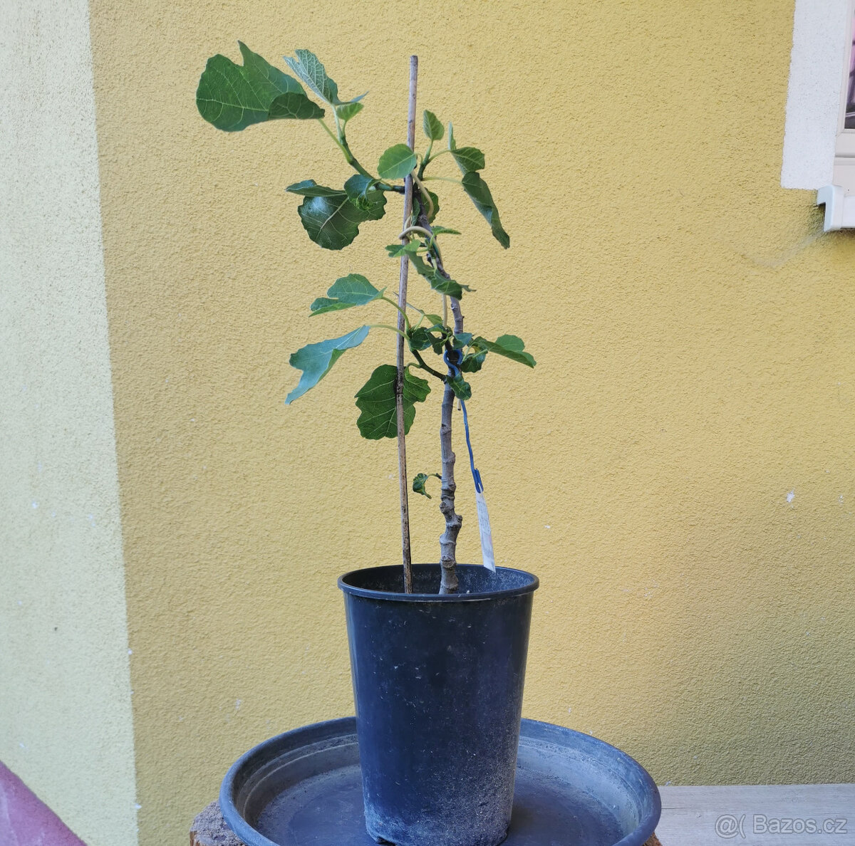 Prodám plodící fíkovník PERETTA (č.46a5), výška cca 60 cm