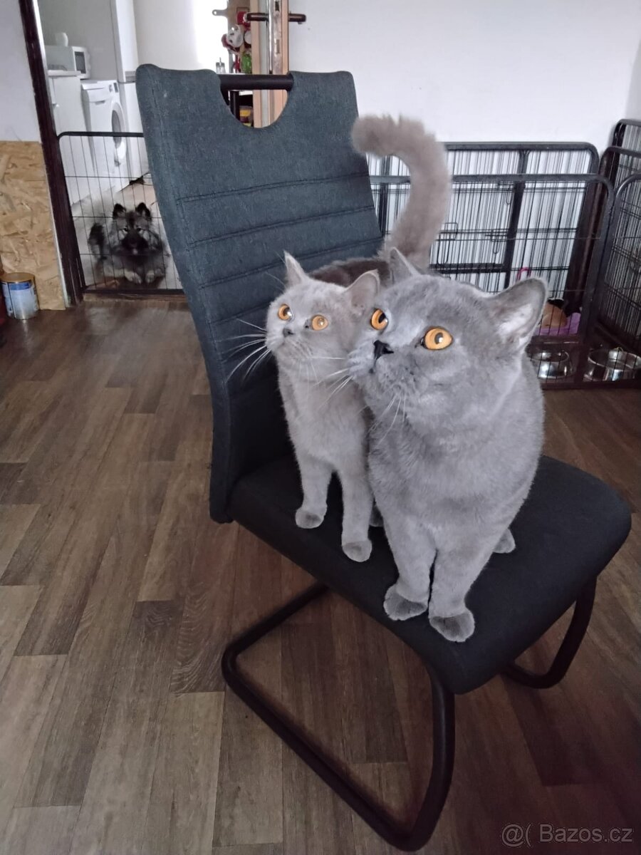 Britská koťátka