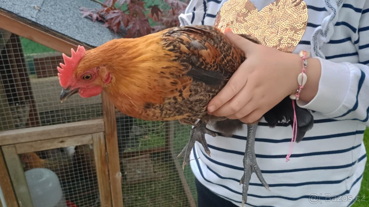 Mladí Kohouti