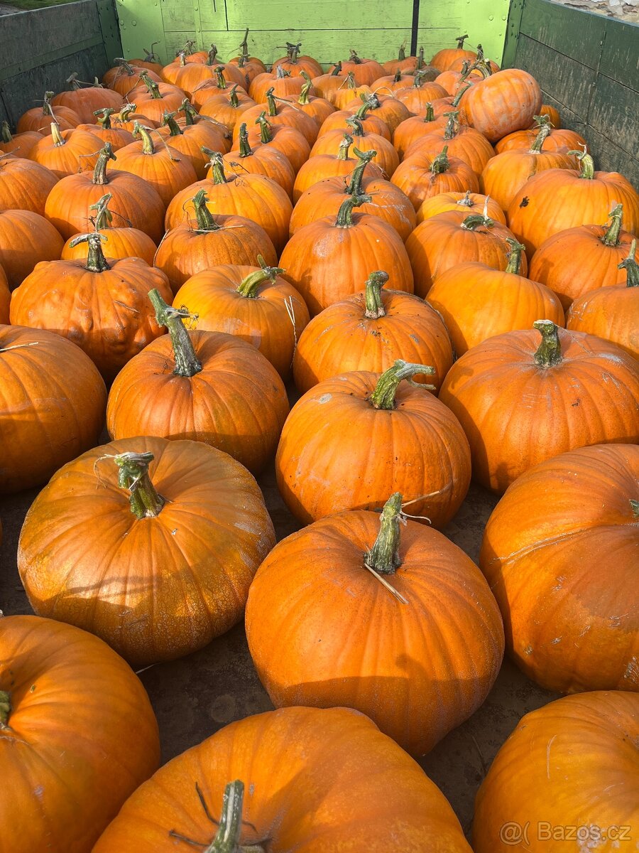 Dýně haloween