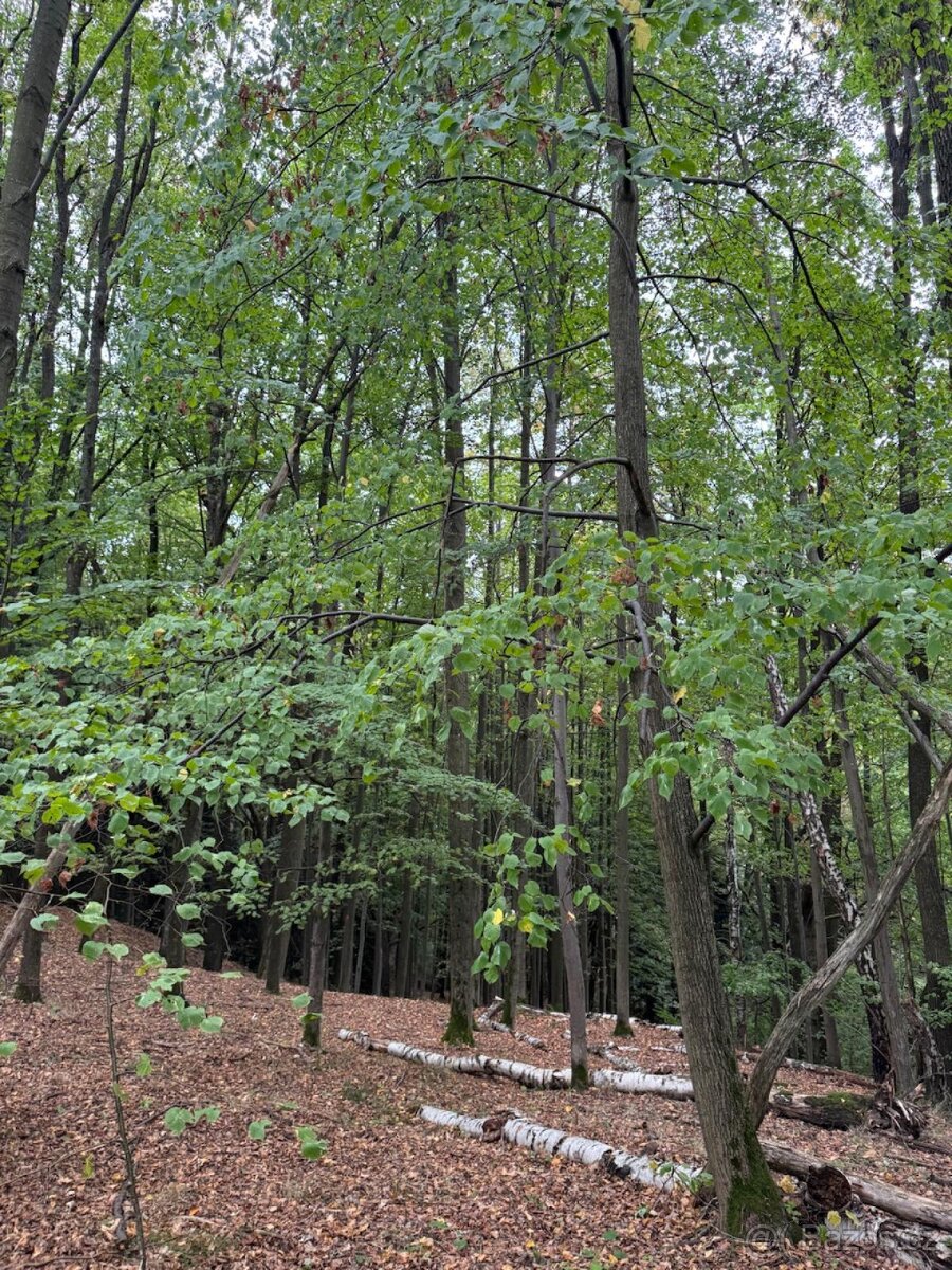 Prodám lesní pozemek v k.ú. Štiptoň