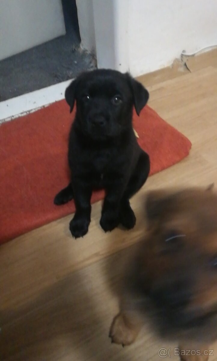 Prodám štěňata křížence rotwailer a belgického ovčáka