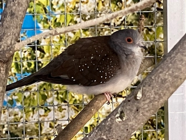 Holoubek diamantový