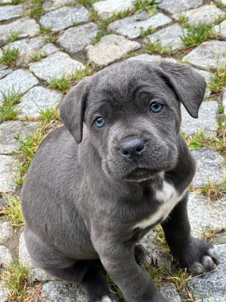 Štěňátka Cane Corso