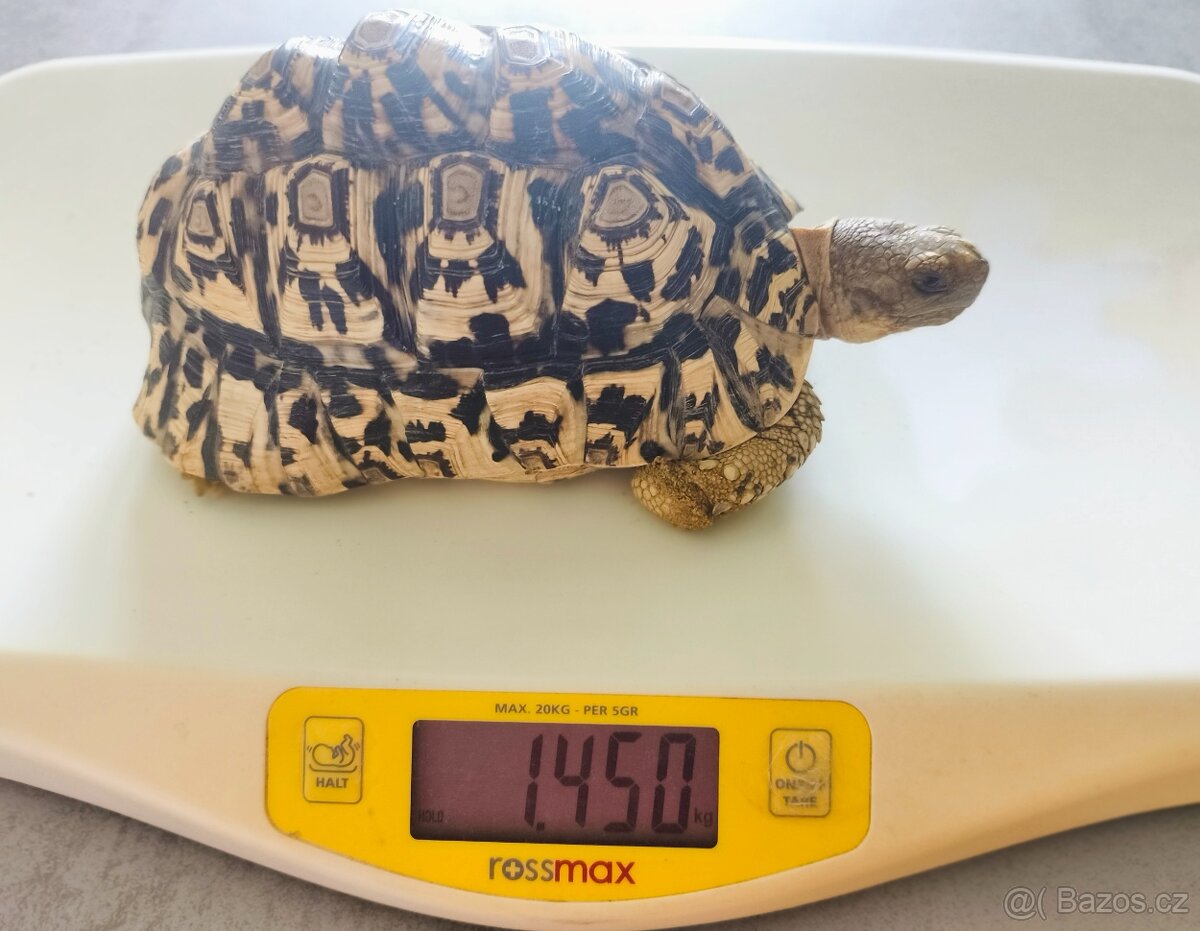 Želva pardálí