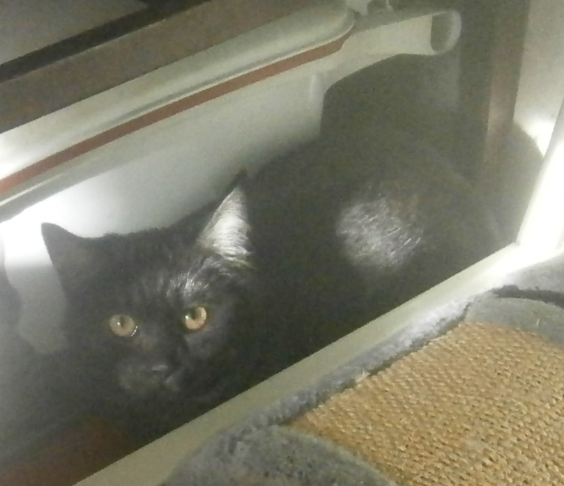 Černý až kouřový, 1roční Sam hledá domov.