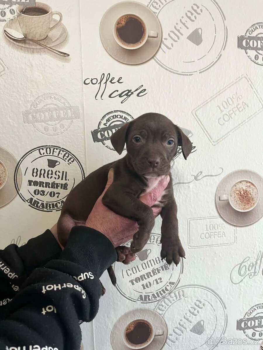 Stafordšírský Bulterier