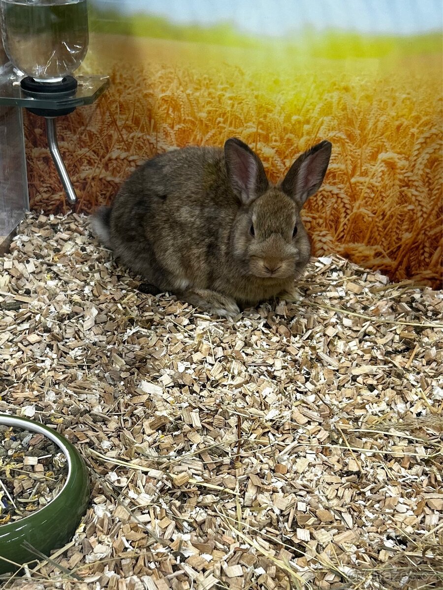 Prodám 2 měsíčního kralíka- SPĚCHÁ