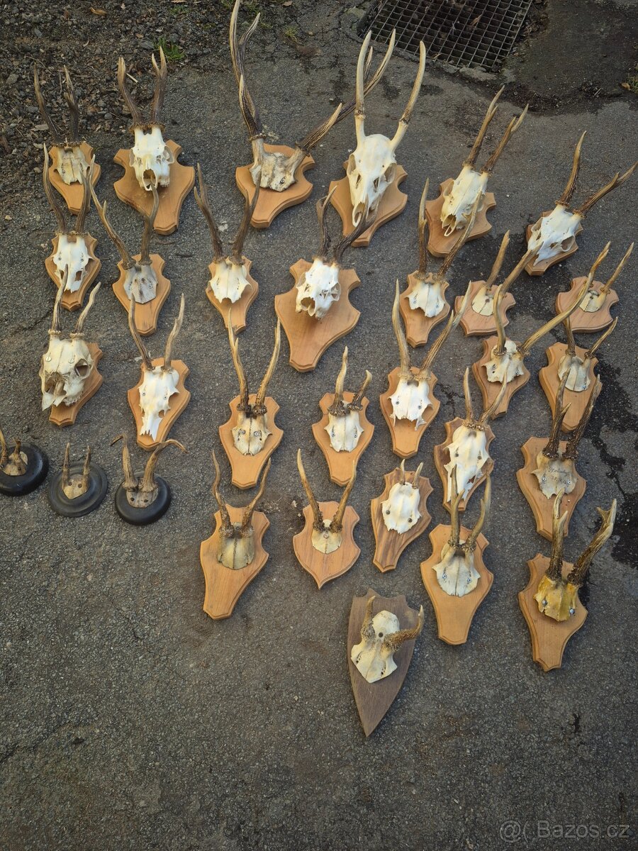 Myslivecka trofej