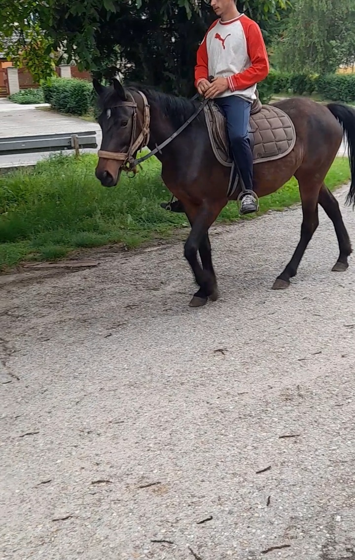 Predam jazdecku kobylu paint horse