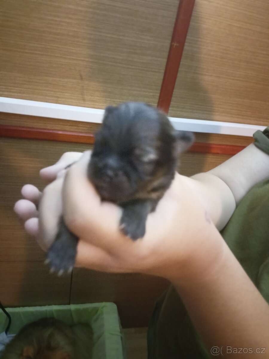 Štěňátka pomeranianu