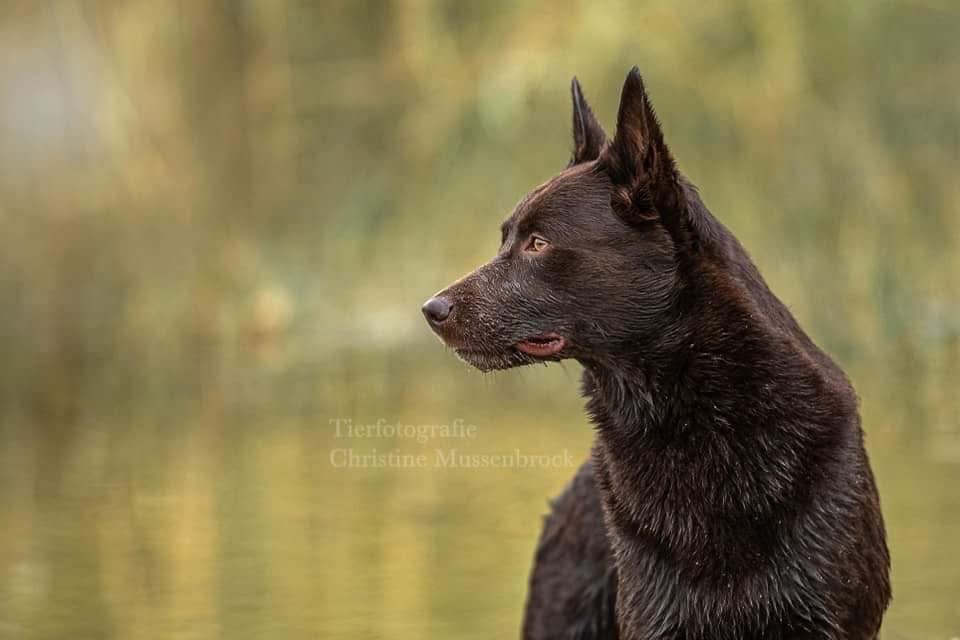 Australská kelpie
