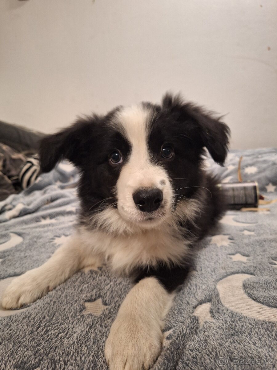 Border kolie