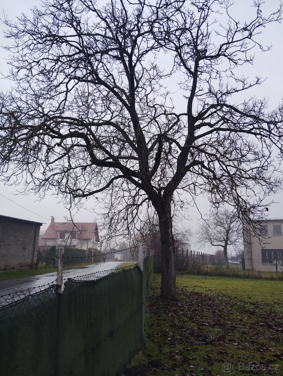 Ořechové dřevo zdarma