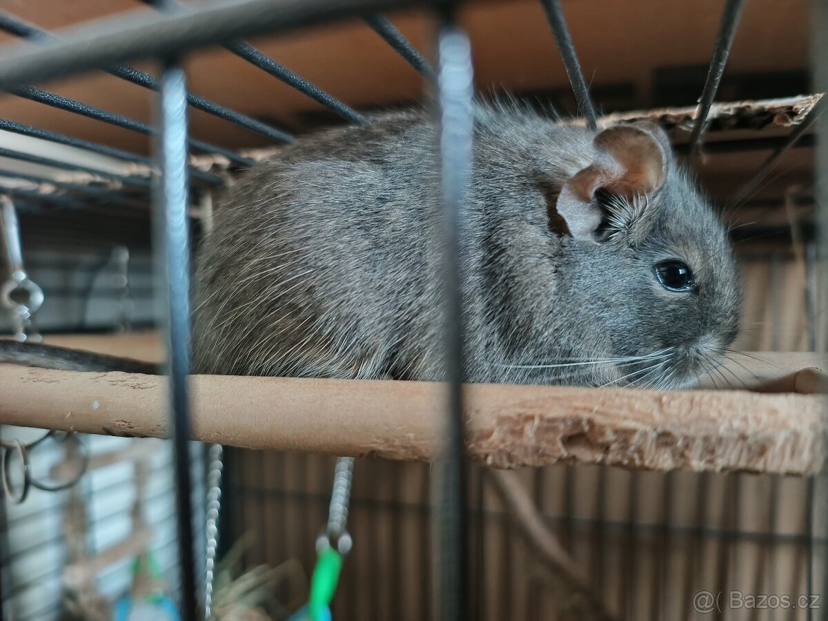 Daruji osmáky - samičky