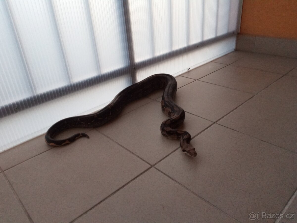 Hroznýš královský černá forma