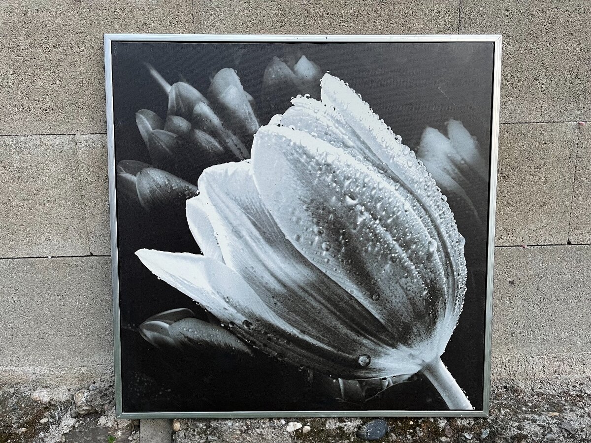 Obrazy tulipánů