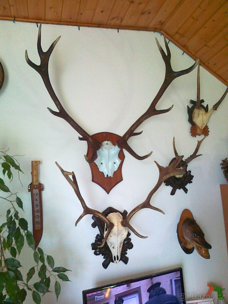 Paroží,trofej,dekorace