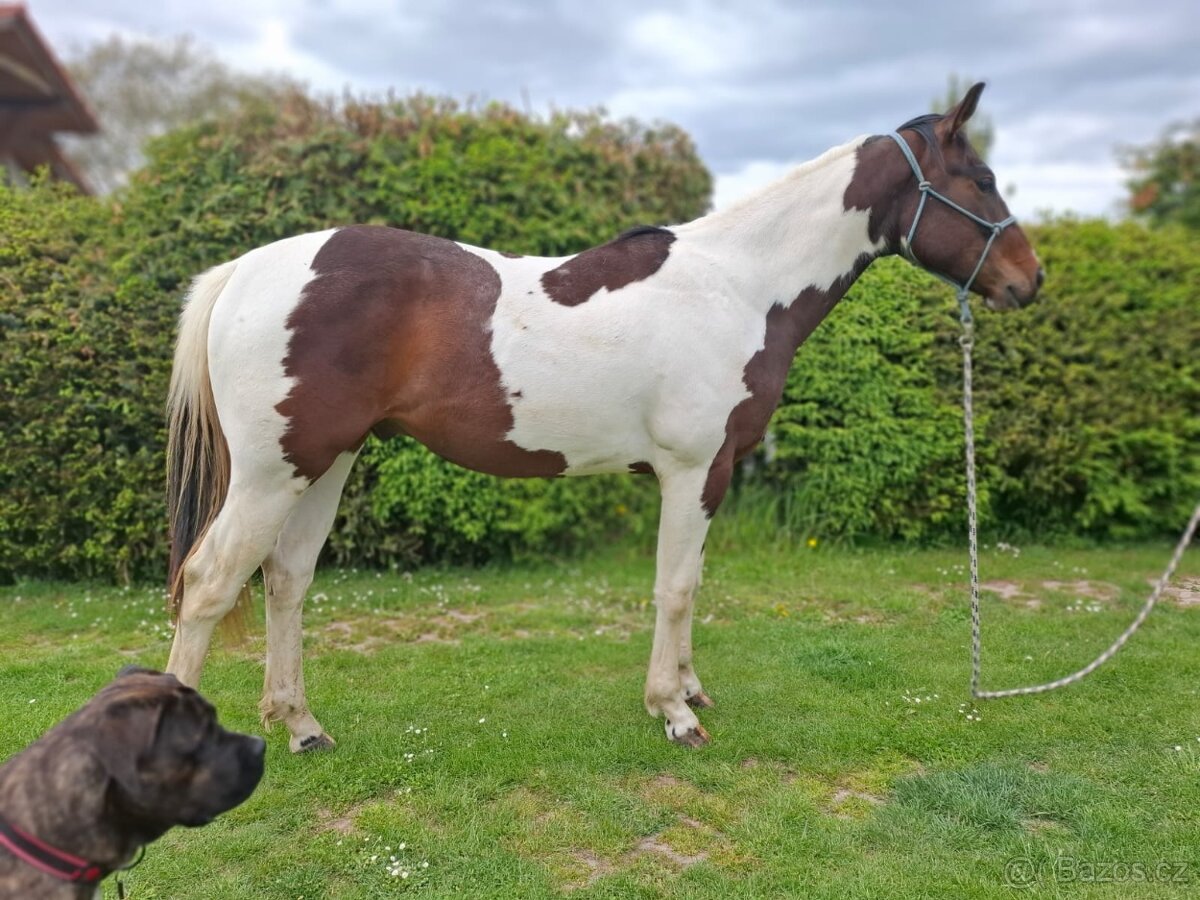 Paint horse valach 2 roky
