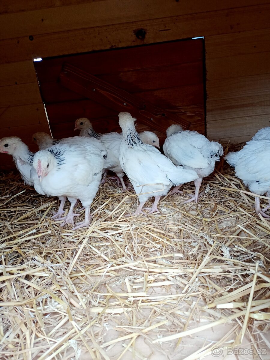 Sussex kohouti