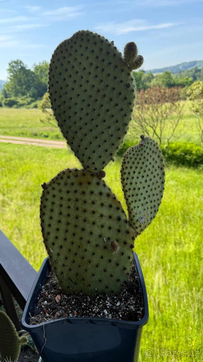 Opuncie