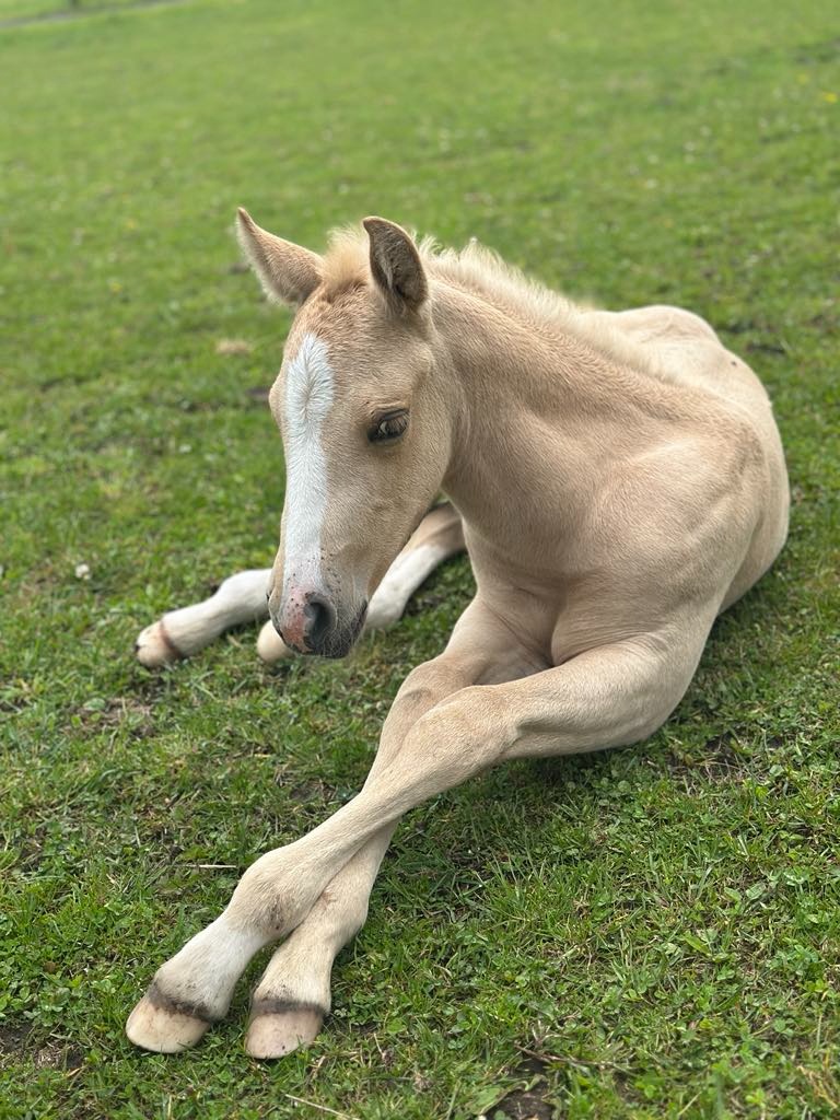 Nádherný hřebeček QH