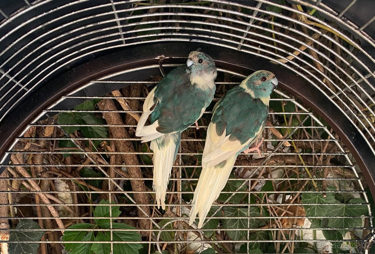 Kakariky