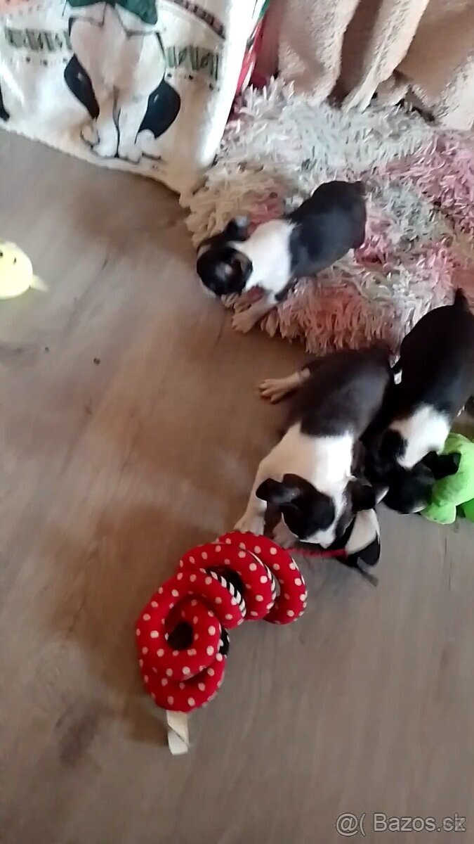 Boston Terrier,Bostonský terier