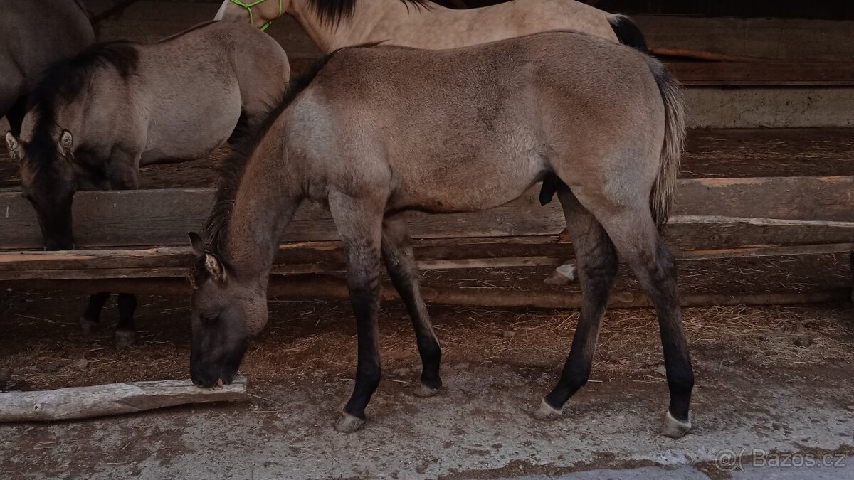 QH hřebeček grullo roan a grullo