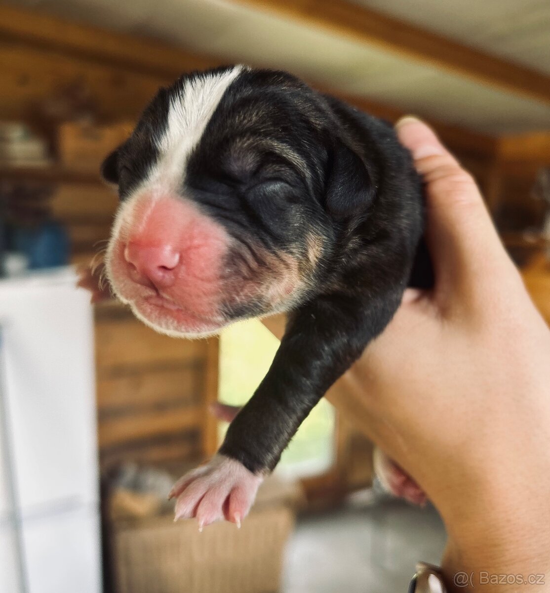 🐾 Štěňátka – kříženci stafbull x sibiřský husky 🐾