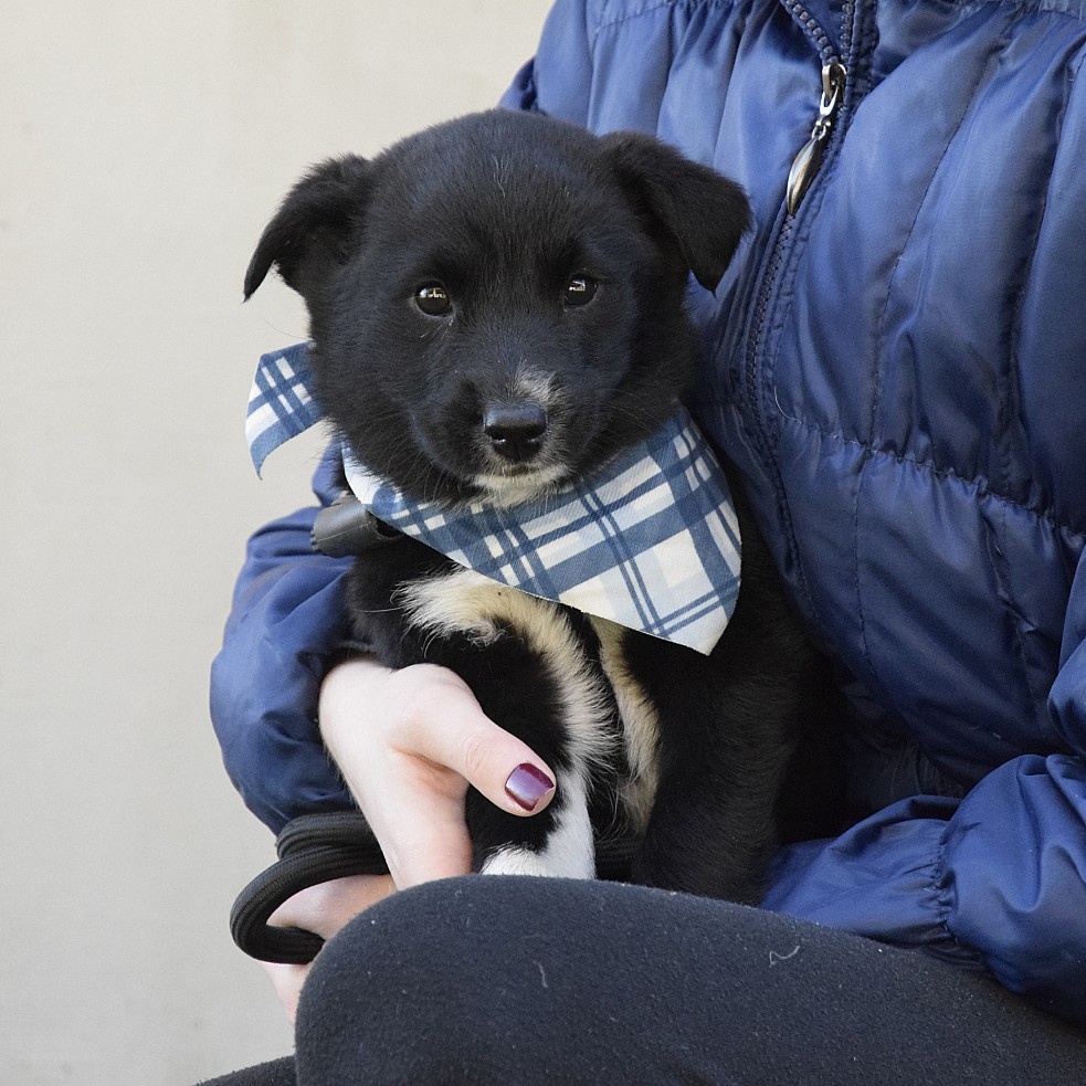 🐾 BIM – malé sluníčko, které čeká na svůj domov