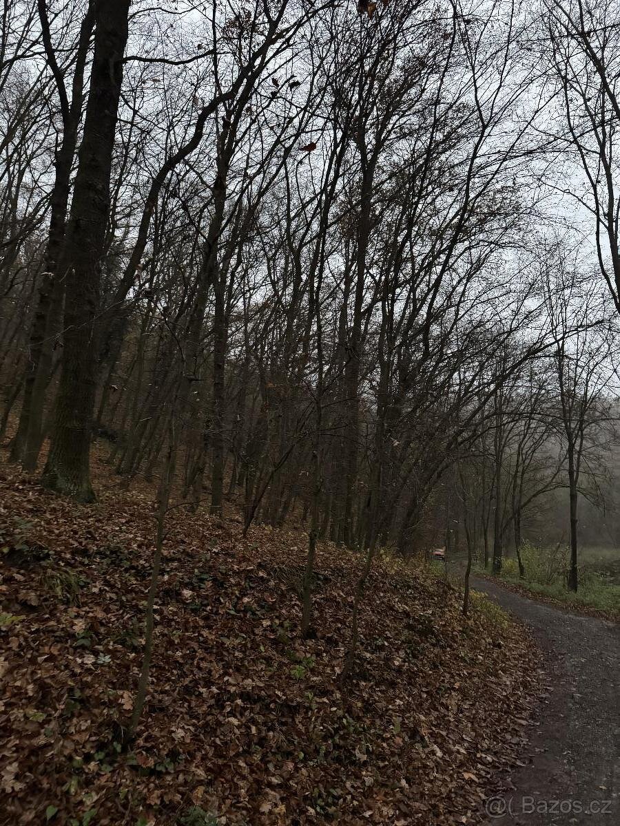 Prodám lesní pozemek v k.ú. Zadní Kopanina